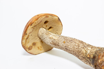 Wild mushroom isolated on white background