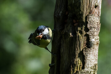 Common UK garden birds feeding.