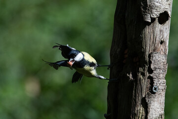 Common UK garden birds feeding.