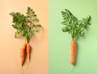 Comparison of two freshly home-grown carrots, regular and unusual ugly shape. Concept organic...