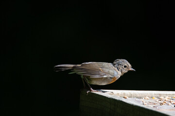 Common UK garden birds feeding.