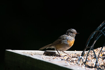 Common UK garden birds feeding.