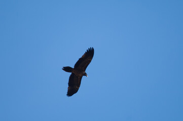 Fototapeta premium Juvenile bearded vulture Gypaetus barbatus in flight. Escuain gorge. Ordesa and Monte Perdido National Park. Pyrenees. Huesca. Aragon. Spain.
