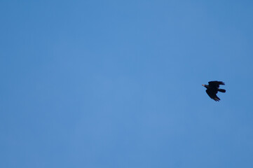 Carrion crow Corvus corone in flight with food in its bill. Revilla. Pyrenees. Huesca. Aragon. Spain.