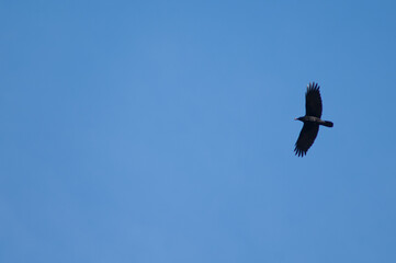 Carrion crow Corvus corone in flight with food in its bill. Revilla. Pyrenees. Huesca. Aragon. Spain.