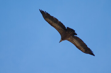 Griffon vulture Gyps fulvus flying in Revilla. Pyrenees. Huesca. Aragon. Spain.