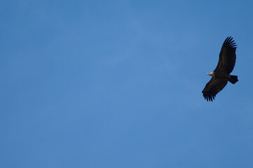 Griffon vulture Gyps fulvus flying in Revilla.