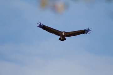 Griffon vulture Gyps fulvus flying in Revilla. Pyrenees. Huesca. Aragon. Spain.