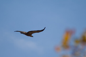 Griffon vulture Gyps fulvus flying in Revilla. Pyrenees. Huesca. Aragon. Spain.