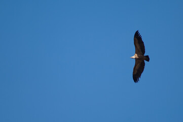 Griffon vulture Gyps fulvus flying in Revilla. Pyrenees. Huesca. Aragon. Spain.