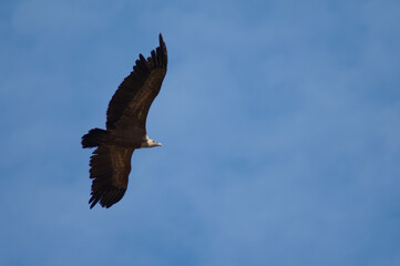 Griffon vulture Gyps fulvus flying in Revilla. Pyrenees. Huesca. Aragon. Spain.