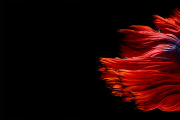 Abstract fine art fish tail free form of Betta fish or Siamese fighting fish isolated on black background.