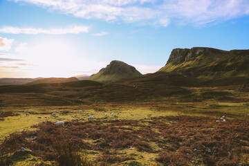 Sheep in the pasture, Quiraing, Skye, Scottish highlands