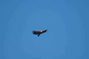 Griffon vulture Gyps fulvus flying in Revilla. Pyrenees. Huesca. Aragon. Spain.