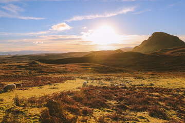 Sheep in the pasture, Quiraing, Skye, Scottish highlands