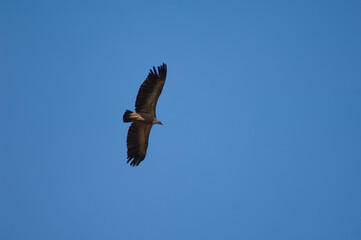 Griffon vulture Gyps fulvus flying in Revilla. Pyrenees. Huesca. Aragon. Spain.