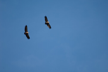 Pair of griffon vultures Gyps fulvus in flight. Revilla. Pyrenees. Huesca. Aragon. Spain.