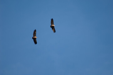 Pair of griffon vultures Gyps fulvus in flight. Revilla. Pyrenees. Huesca. Aragon. Spain.