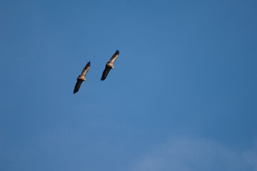 Pair of griffon vultures Gyps fulvus in flight. Revilla. Pyrenees. Huesca. Aragon. Spain.