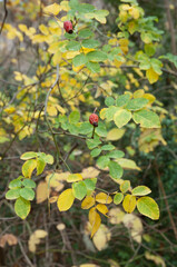 Dog rose Rosa canina in the Escuain Valley. Ordesa and Monte Perdido National Park. Pyrenees. Huesca. Aragon. Spain.