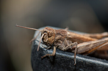 Male grasshopper Chorthippus sp biguttulus-group. Escuain Valley. Ordesa and Monte Perdido National Park. Pyrenees. Huesca. Aragon. Spain.