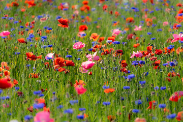 agriculture, american legion, armed forces, background, beautiful, beauty, bloom, blossom, close up, corn poppy, detail, environment, field, fields of poppies, flower, fresh, garden, grass, green, idy