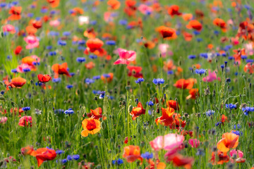 Fototapeta premium agriculture, american legion, armed forces, background, beautiful, beauty, bloom, blossom, close up, corn poppy, detail, environment, field, fields of poppies, flower, fresh, garden, grass, green, idy