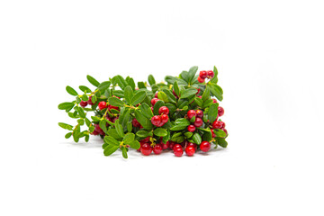 Lingonberry bushes on a white background.