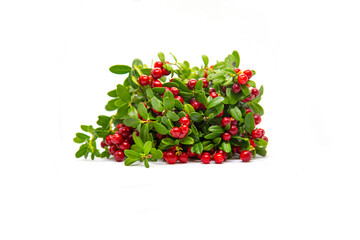 Lingonberry bushes on a white background.