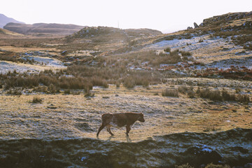  Cattle in the winter pasture, SKye, Scottish highlands