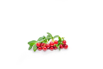  Lingonberry berries on a white background.