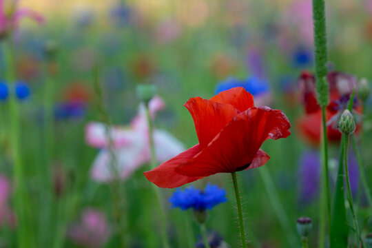 agriculture, american legion, armed forces, background, beautiful, beauty, bloom, blossom, close up, corn poppy, detail, environment, field, fields of poppies, flower, fresh, garden, grass, green, idy