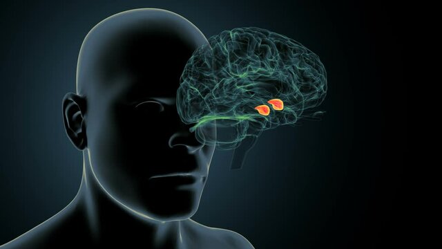 3d render of human brain amygdala body.