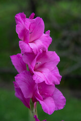 Gladiolus