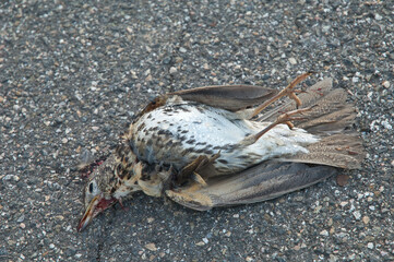 Song thrush Turdus philomelos run over and covered of dew drops. Guara mountains. Huesca. Aragon. Spain.