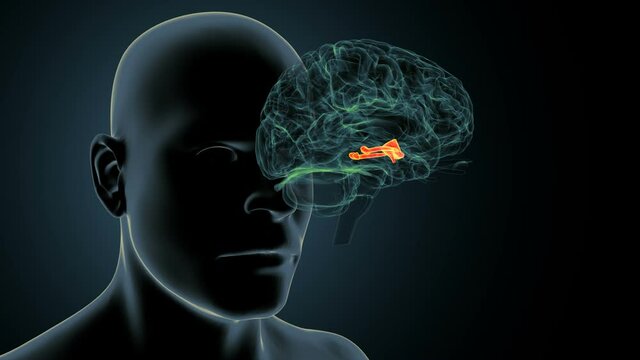 3d render human brain inner parts pineal gland anatomy
