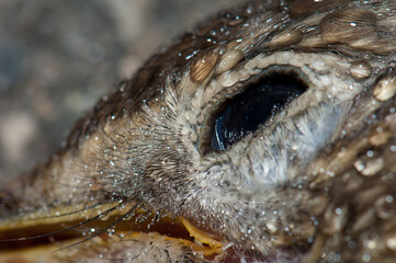 Detail of the song thrush Turdus philomelos eye covered of dew drops. Dead specimen, run over. Guara mountains. Huesca. Aragon. Spain.