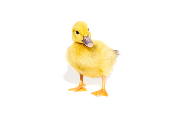 NewBorn little Cute yellow duckling isolated on white.