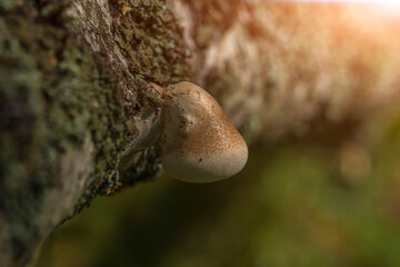 Mushrooms on a tree trunk in the forest.