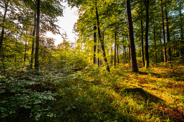 Poranek wczesna jesień w lesie