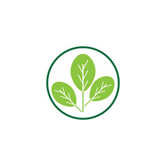 Moringa leaf Logo Template vector