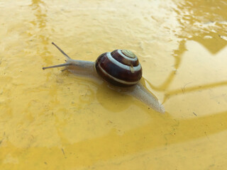 Garden snail  in nature. close-up