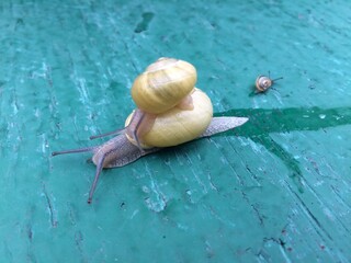 Closeup af a   Snail carrying a tiny snail on her back