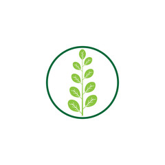 Moringa leaf Logo Template vector