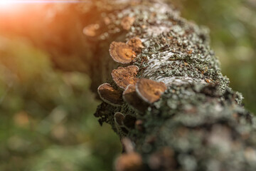 Mushrooms on a tree trunk in the forest.