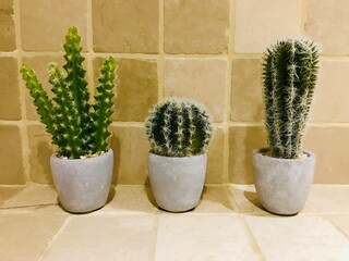 Three small cacti or cactuses next to each other