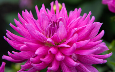 Obraz premium Pink Dahlia blossom in the garden