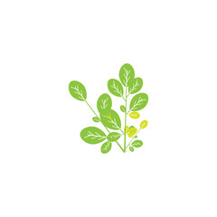 Moringa leaf Logo Template vector