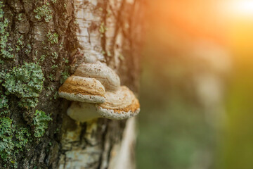 Mushrooms on a tree trunk in the forest.