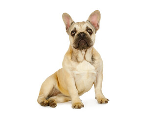 Sweet six month old French bulldog puppy sitting against a white background